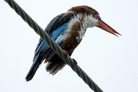 A Kingfisher Sits On A Wire - India