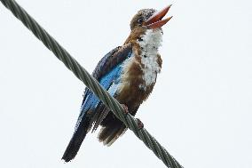 A Kingfisher Sits On A Wire - India