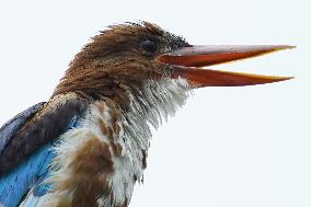 A Kingfisher Sits On A Wire - India