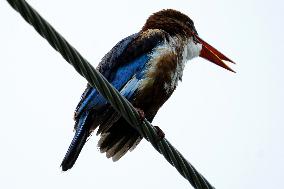 A Kingfisher Sits On A Wire - India