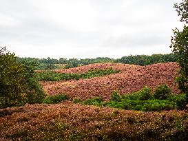 Purple Heather Is In Full Swing At The 'Hoge Veluwe National Park', In Netherlands.