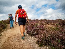 Purple Heather Is In Full Swing At The 'Hoge Veluwe National Park', In Netherlands.