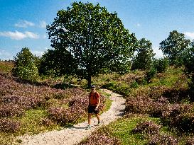 Purple Heather Is In Full Swing At The 'Hoge Veluwe National Park', In Netherlands.