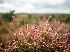 Purple Heather Is In Full Swing At The 'Hoge Veluwe National Park', In Netherlands.