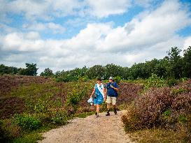 Purple Heather Is In Full Swing At The 'Hoge Veluwe National Park', In Netherlands.