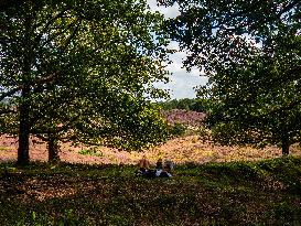 Purple Heather Is In Full Swing At The 'Hoge Veluwe National Park', In Netherlands.