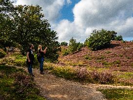 Purple Heather Is In Full Swing At The 'Hoge Veluwe National Park', In Netherlands.