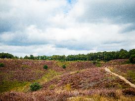 Purple Heather Is In Full Swing At The 'Hoge Veluwe National Park', In Netherlands.