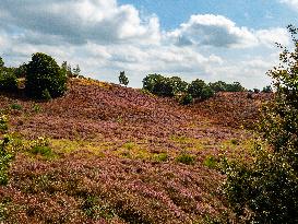 Purple Heather Is In Full Swing At The 'Hoge Veluwe National Park', In Netherlands.