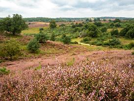 Purple Heather Is In Full Swing At The 'Hoge Veluwe National Park', In Netherlands.