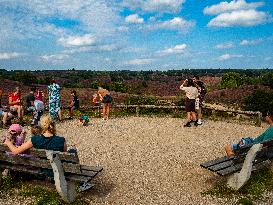 Purple Heather Is In Full Swing At The 'Hoge Veluwe National Park', In Netherlands.