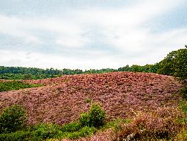 Purple Heather Is In Full Swing At The 'Hoge Veluwe National Park', In Netherlands.