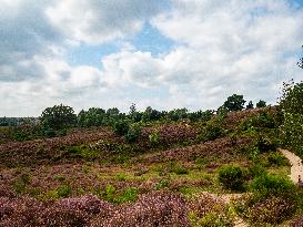 Purple Heather Is In Full Swing At The 'Hoge Veluwe National Park', In Netherlands.