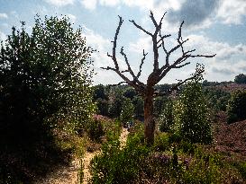 Purple Heather Is In Full Swing At The 'Hoge Veluwe National Park', In Netherlands.