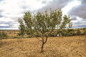 Rural Areas And Water Stress In Tunisia