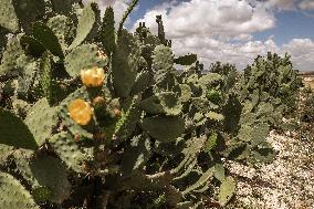 Rural Areas And Water Stress In Tunisia