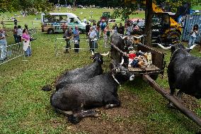 Regional Cows And Oxen Dragging Championship