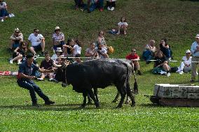 Regional Cows And Oxen Dragging Championship