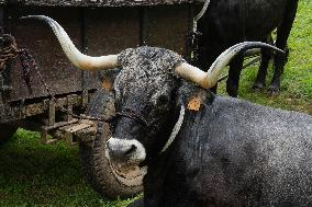 Regional Cows And Oxen Dragging Championship