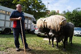 Regional Cows And Oxen Dragging Championship