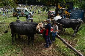 Regional Cows And Oxen Dragging Championship