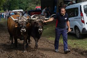 Regional Cows And Oxen Dragging Championship