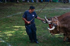 Regional Cows And Oxen Dragging Championship