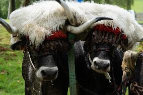 Regional Cows And Oxen Dragging Championship