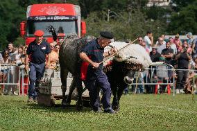 Regional Cows And Oxen Dragging Championship