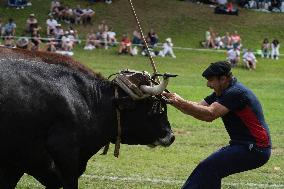 Regional Cows And Oxen Dragging Championship