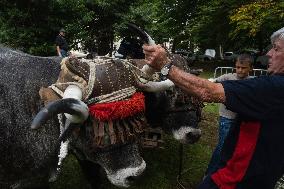 Regional Cows And Oxen Dragging Championship