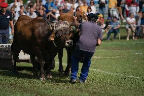 Regional Cows And Oxen Dragging Championship