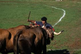 Regional Cows And Oxen Dragging Championship