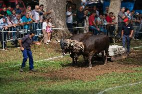 Regional Cows And Oxen Dragging Championship