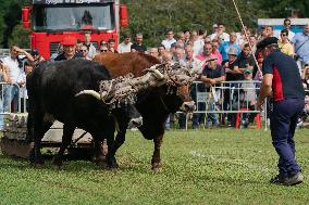 Regional Cows And Oxen Dragging Championship