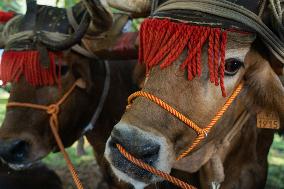 Regional Cows And Oxen Dragging Championship