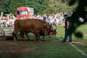 Regional Cows And Oxen Dragging Championship