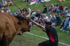 Regional Cows And Oxen Dragging Championship