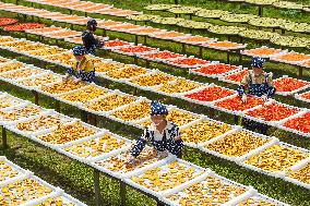 Drying Agricultural Products - China