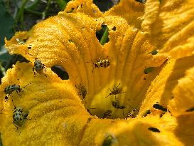 Spotted Cucumber Beetles Ravage A Cucumber Crop In Canada