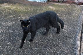 A Black Cat Is Seen In The Morning