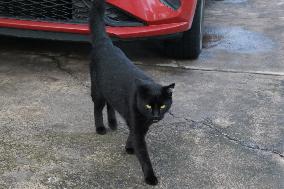 A Black Cat Is Seen In The Morning