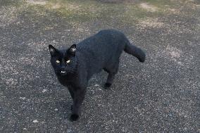 A Black Cat Is Seen In The Morning