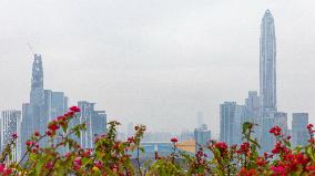 High-rise Buildings in Shenzhen