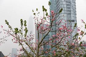 High-rise Buildings in Shenzhen