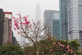 High-rise Buildings in Shenzhen