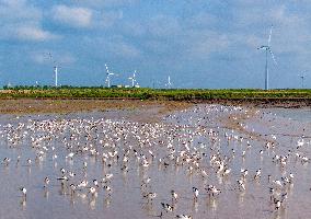 Migratory Anti-billed Snipes at the Tiaozini Wetland in Yancheng