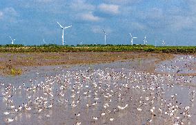 Migratory Anti-billed Snipes at the Tiaozini Wetland in Yancheng