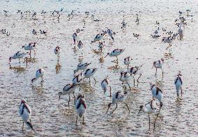 Migratory Anti-billed Snipes at the Tiaozini Wetland in Yancheng