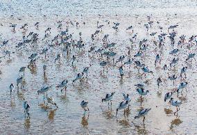 Migratory Anti-billed Snipes at the Tiaozini Wetland in Yancheng